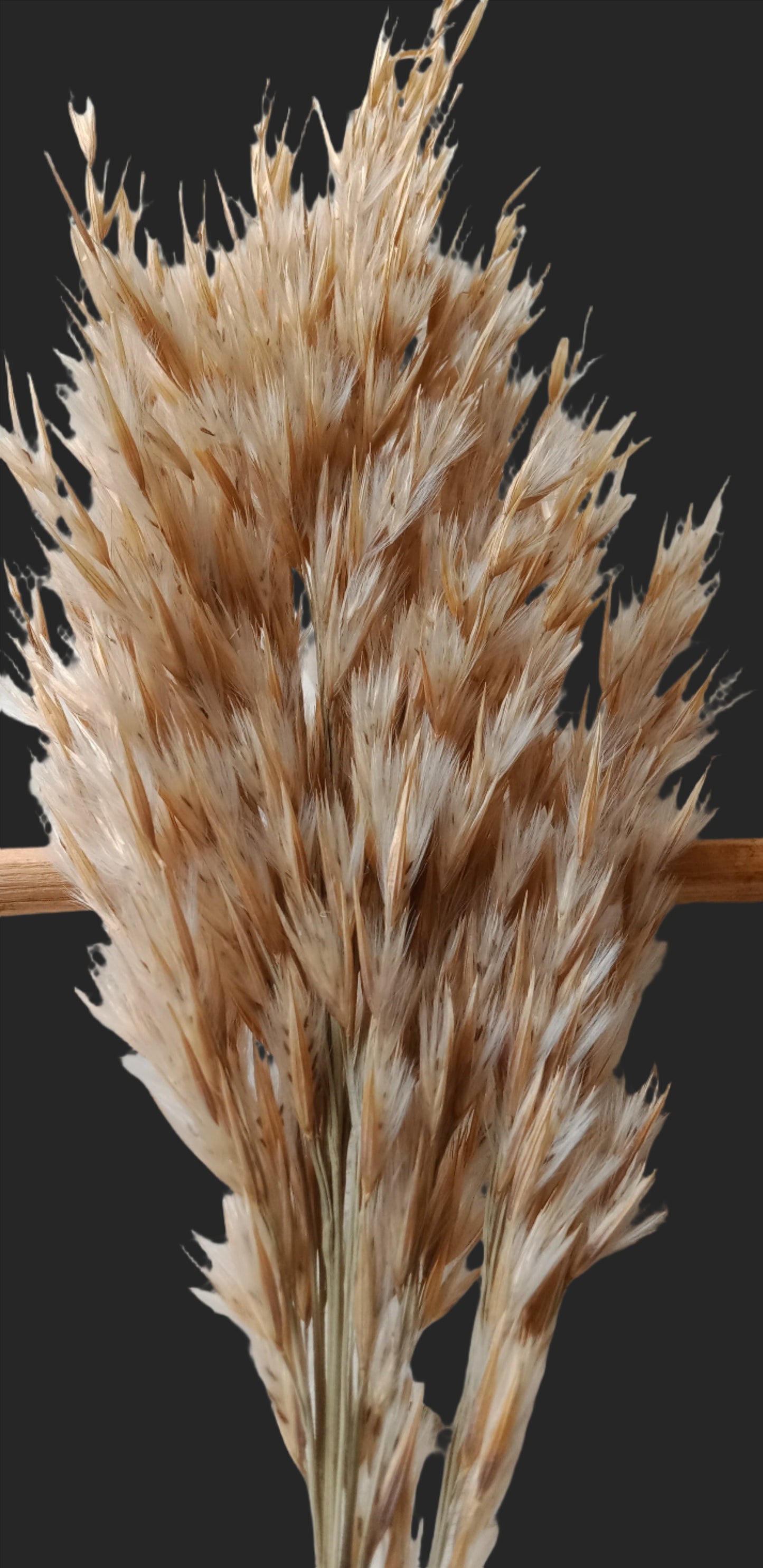 سنابل قمح ناعم لتزيين الريزن